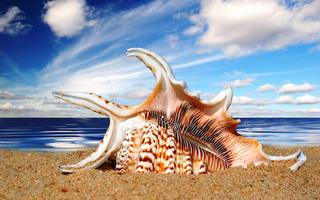 Thơ hoạ Nguyễn Thành Sáng & Tam Muội (1295) Beaches-shell-shells-ocean-peaceful-sky-summer-sand-nature-beaut