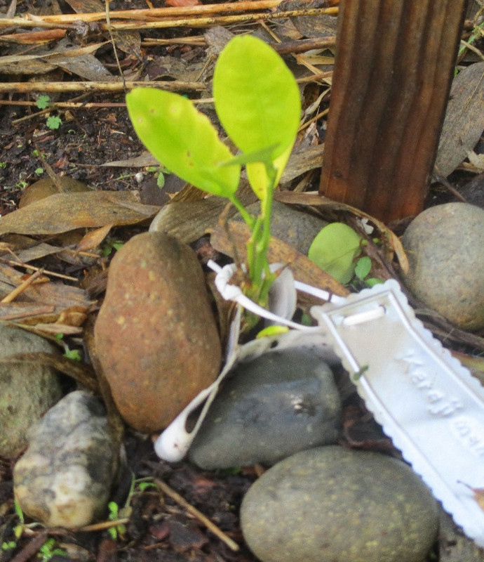 keraji-seedling-Jan10,2021