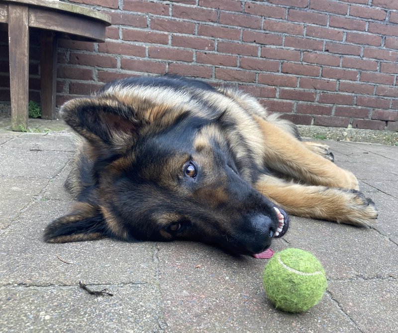 Afbeelding