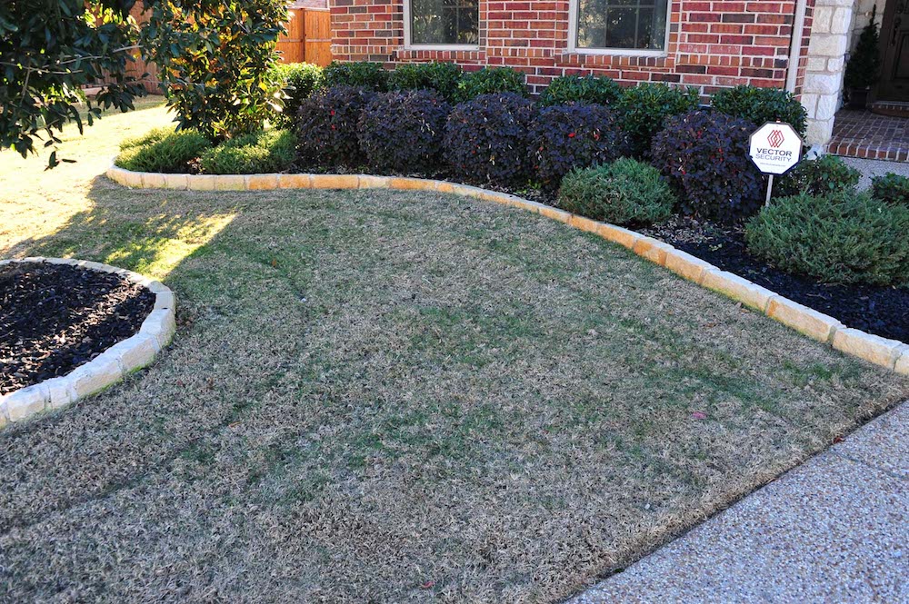 Lawn dye for winter? Lawn Care Forum