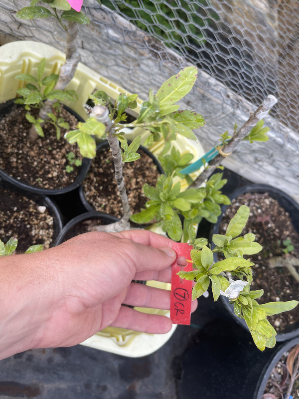 8733021D-649A-4EAC-80A7-77B553C6A42E