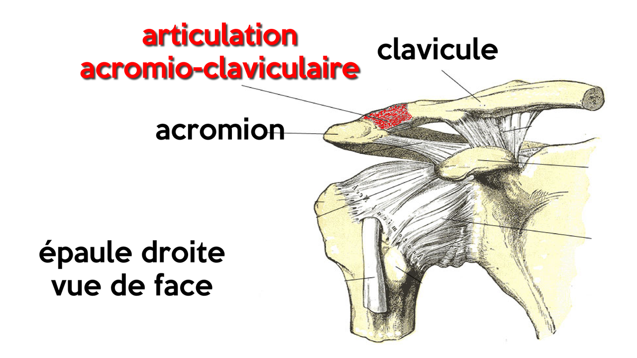 Articulations de la Ceinture Scapulaire