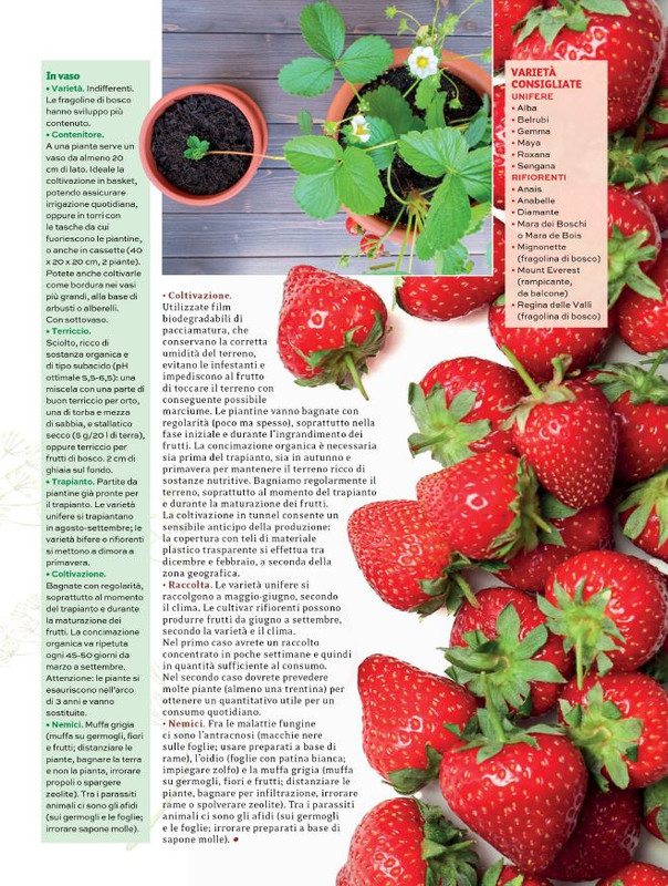 Orto Facile - Il Mio Orto Pratico - Feb-Mar 2024 (10)