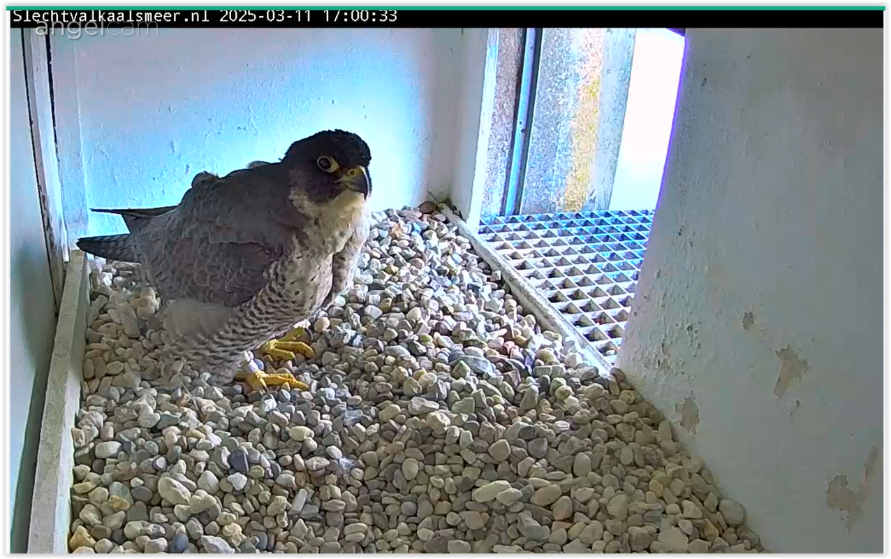 Screen Shot 03-11-25 at 05.00 PM 001