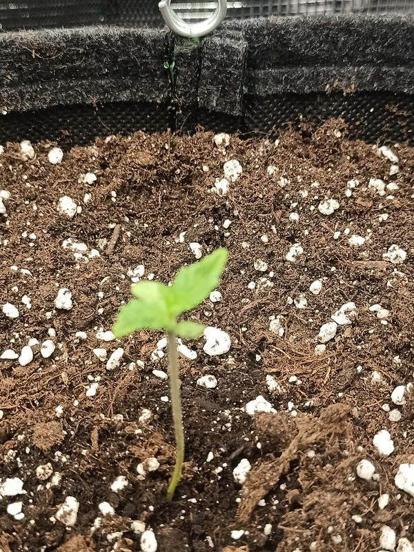 Messenger creation 7FB72043 24ED 43B9 B7F4 27F2EBE55EAC