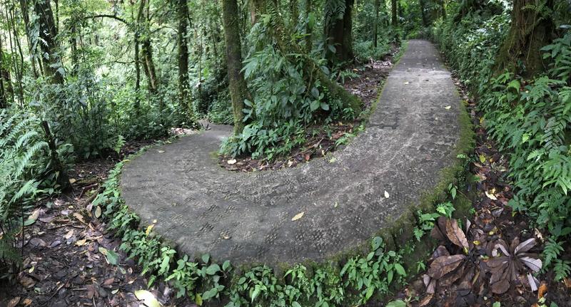DE TORTUGAS Y PEREZOSOS. COSTA RICA 2019 - Blogs de Costa Rica - DIA 11: TIROLINAS EN MONTEVERDE Y TOUR NOCTURNO POR LA SELVA (17)