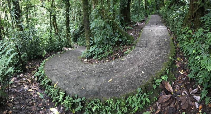 DIA 11: TIROLINAS EN MONTEVERDE Y TOUR NOCTURNO POR LA SELVA - DE TORTUGAS Y PEREZOSOS. COSTA RICA 2019 (17)