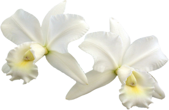 Mariposa_Kit_20