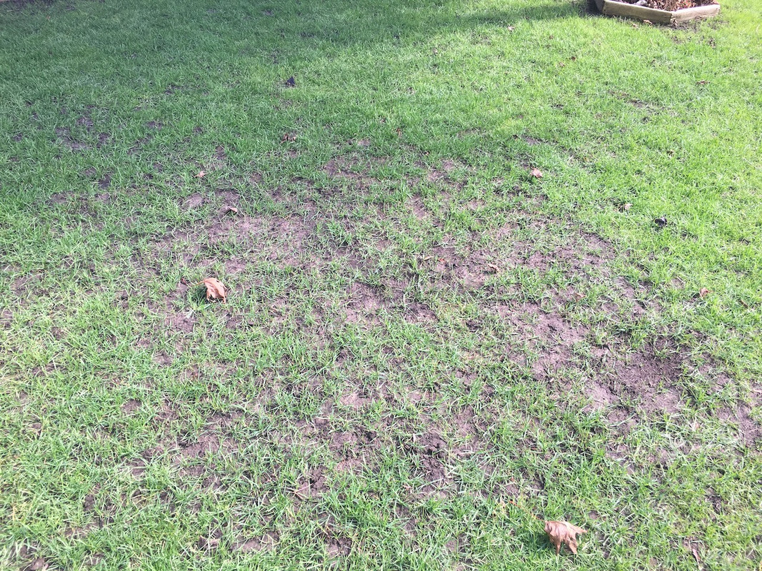 2017_Backyard_Reno_Day_50_4_small