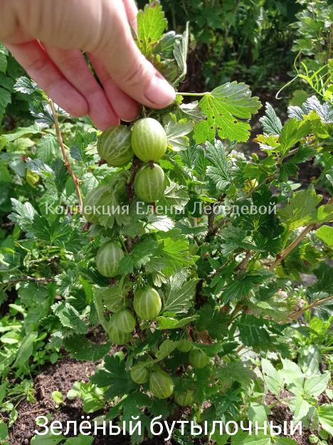 Крыжовник Зеленый бутылочный_