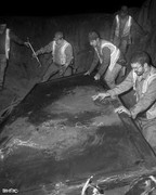 singlebungle1472-20221202-221248-002