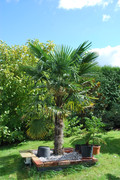 Trachycarpus fortunei, část 2 - Stránka 13 DSC-0459