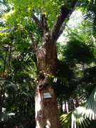 Arroceros-Forest-Park-Manila-Bagras20260715-141708