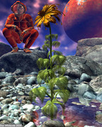 Danwhiteside-The-Last-Star-Flower