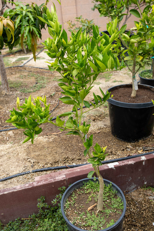 8U1A3376  Yosemite Gold Mandarin in Container (8-23-2021)