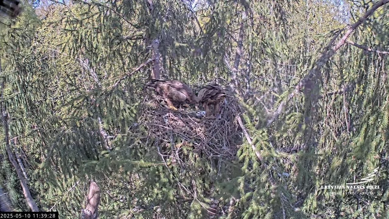 LVM mazais ērglis Lisiņa, egle2 – Lesser Spotted Eagle 15-45-38 screenshot