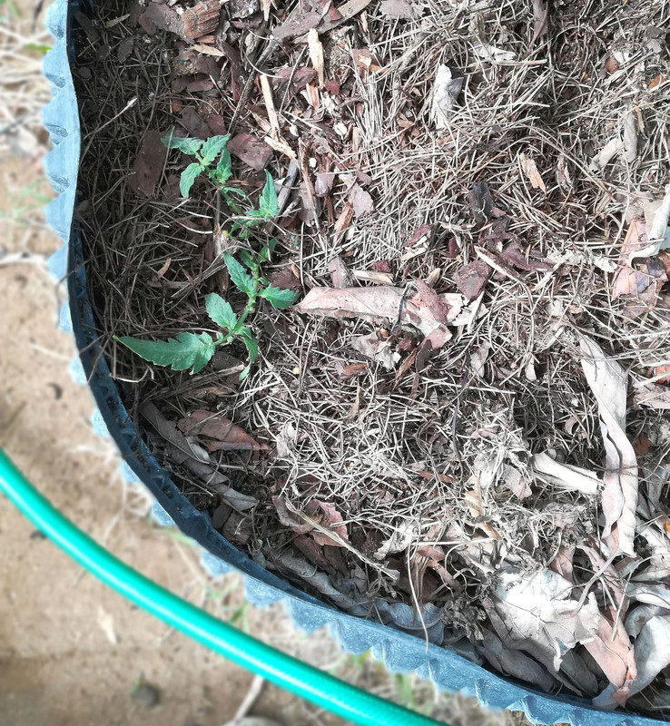 TomatoCutting#4