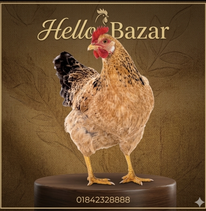 দেশী মুরগী