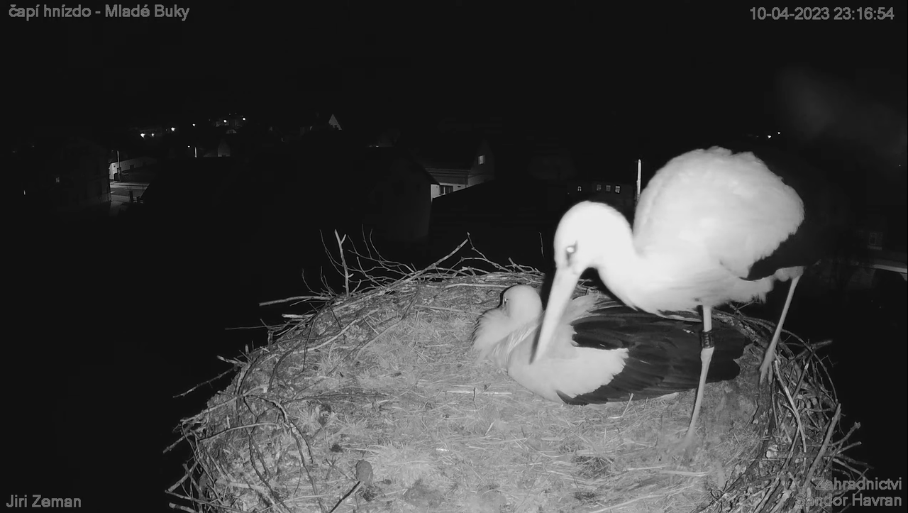 Živá kamera - Mladé Buky - čapí hnízdo 11-58-49 screenshot
