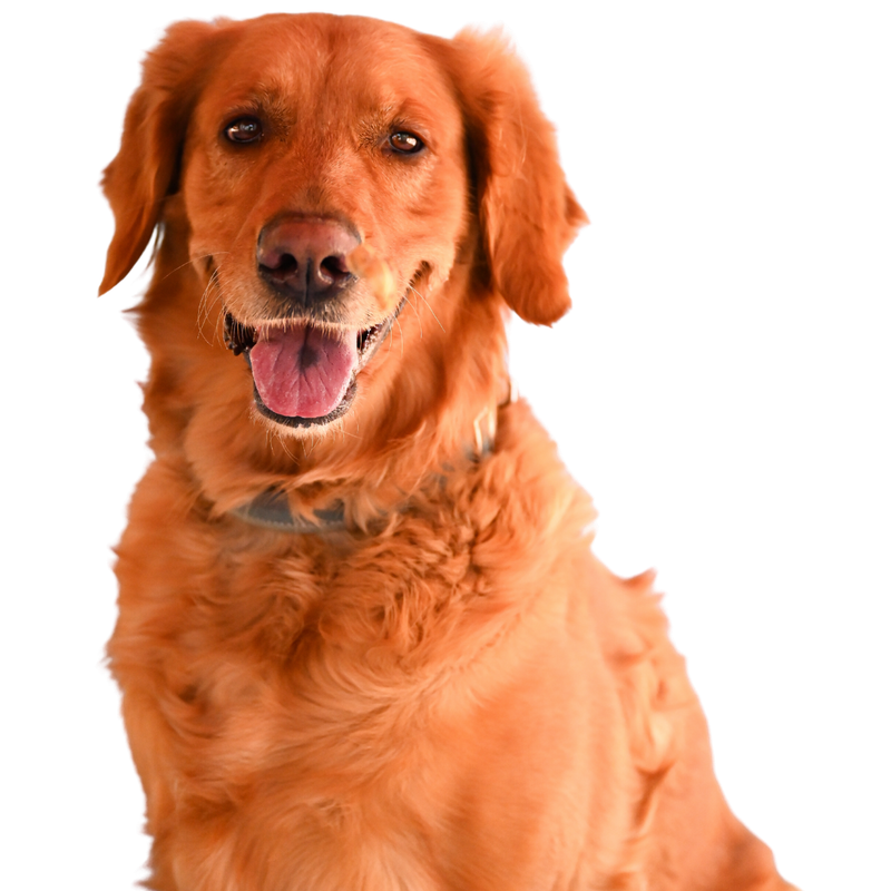 Perrito Canniet