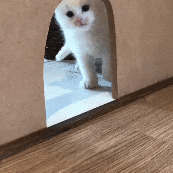 Yr-Vrm-At.gif