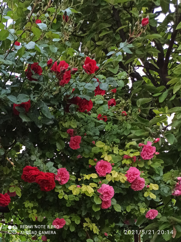 IMG_20210521_203123