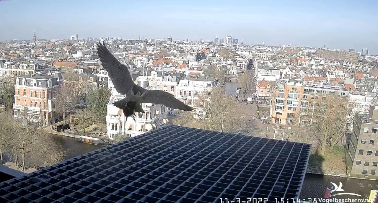 Amsterdam/Rijksmuseum screenshots © Beleef de Lente/Vogelbescherming Nederland Video-2022-03-11-151656-Moment-3