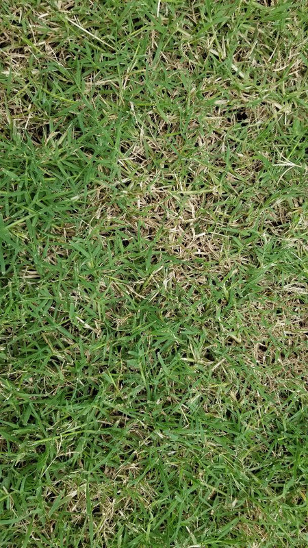 Why is My Bermuda Grass Not Turning Green: Expert Solutions Revealed