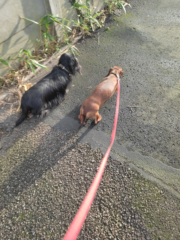 [Image: IMG-20240217-164203.jpg]