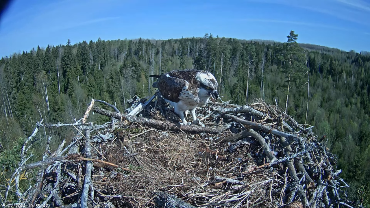 Kalakotkas2__Pandion haliaetus 16-5-18 screenshot (1)