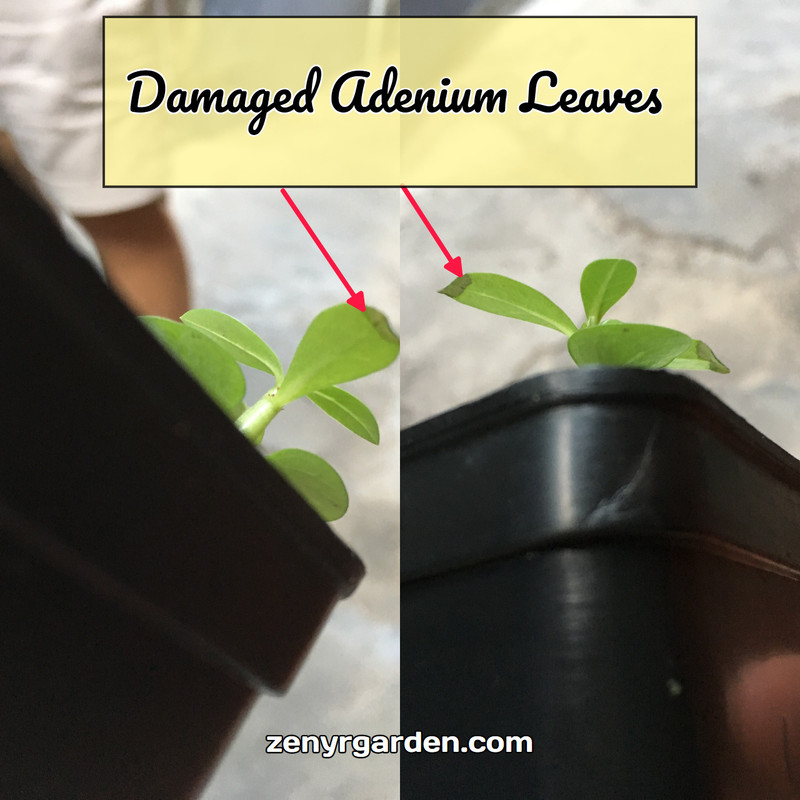 damaged-adenium-desert-rose-leaves.jpg