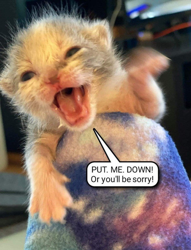 i-hassa-tiny-angry