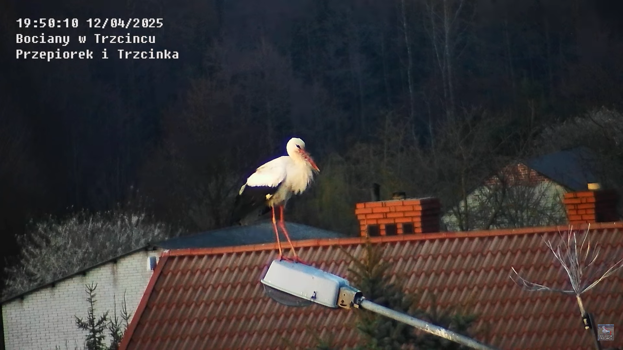 12042025bociany24