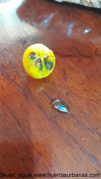 Huertasurbanas_com-IMG-20221017-WA0054.jpg-20221017_203420Sweet_aguai