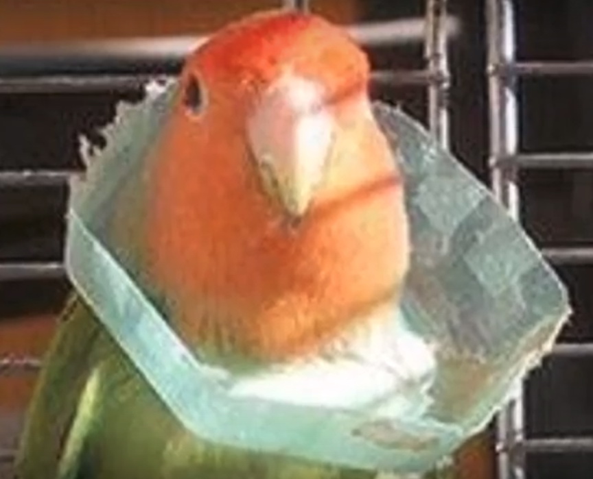 صورة