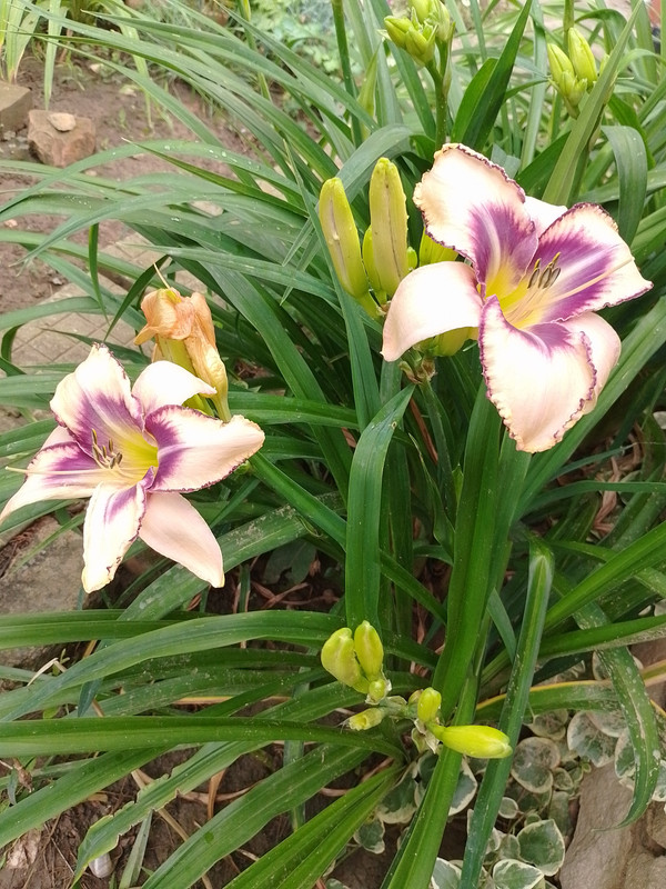 IMG_20230619_065800_HDR