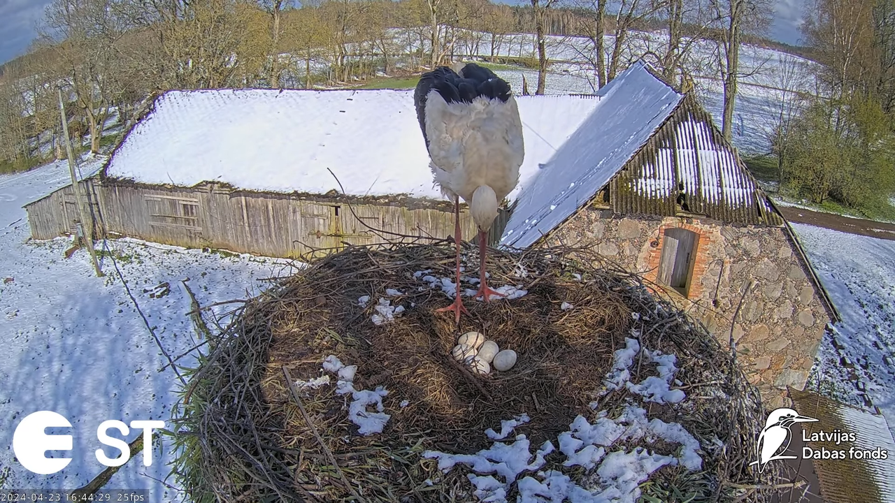 Baltie stārķi (Ciconia ciconia) Tukuma novadā - LDF tiešraide __ White storks in Tukums, Latvia 8-58