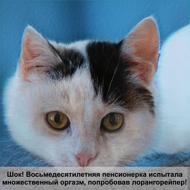 какая кошка самая добрая