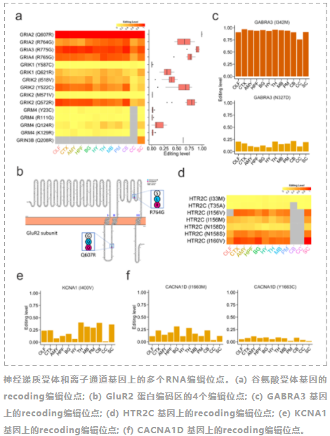 Communications Biology发布首个猪脑组织精细RNA编辑图谱-2.png