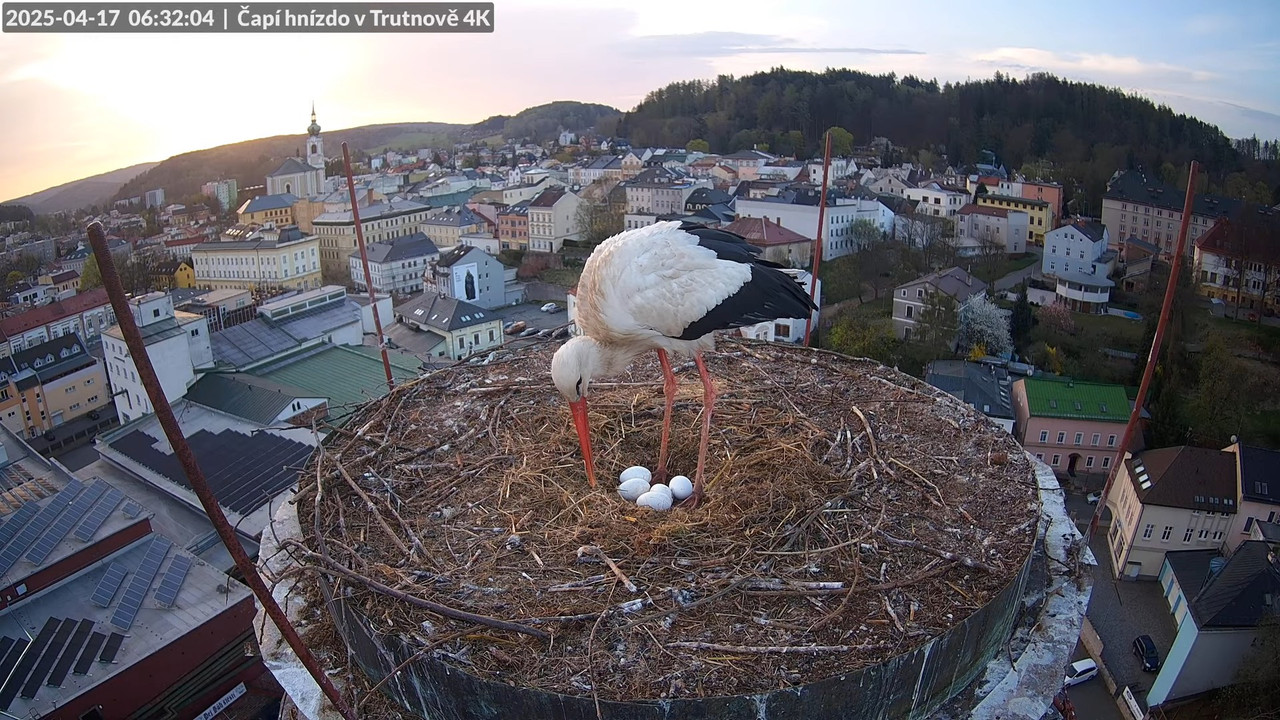 Tiešraidē no stārķa ligzdas uz alus darītavas skursteņa Trutnovā 1-30-30 screenshot