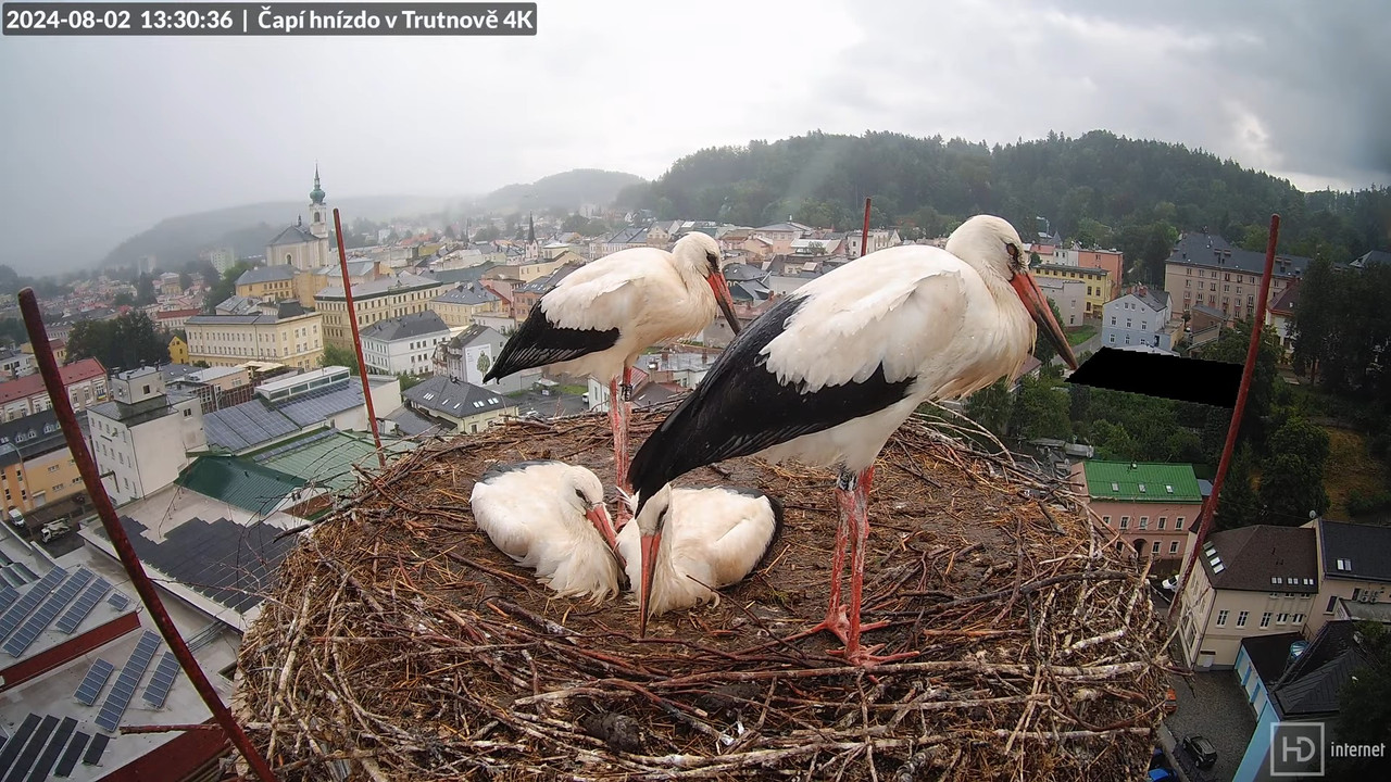 Tiešraidē no stārķa ligzdas uz alus darītavas skursteņa Trutnovā 15-47-50 screenshot