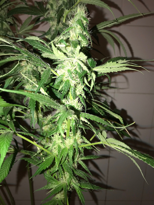 4157AF52-3C82-420A-8497-DA84C3F377C7