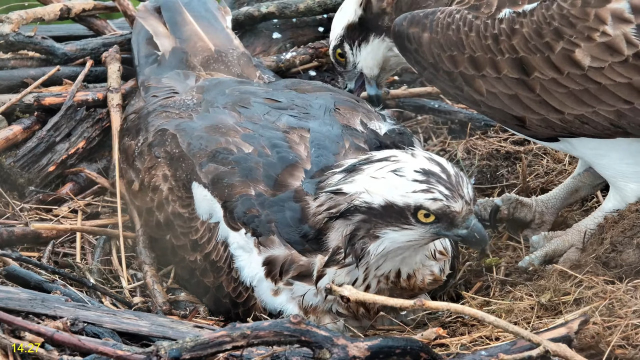 🦅 Dyfi Osprey Project (WALES)_ LIVE STREAMING 2025 in 4K 🦅 8-6-17 screenshot