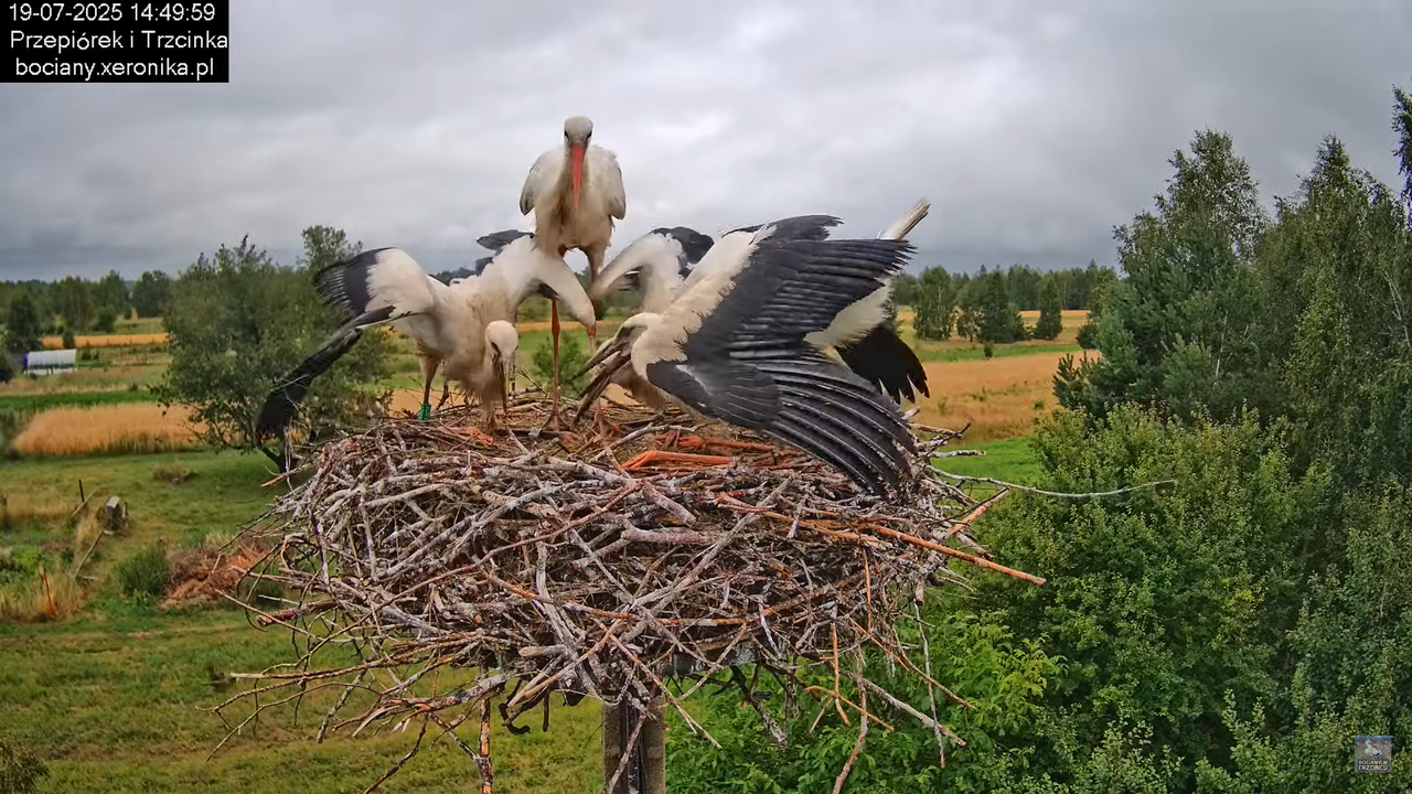 19072025bociany41
