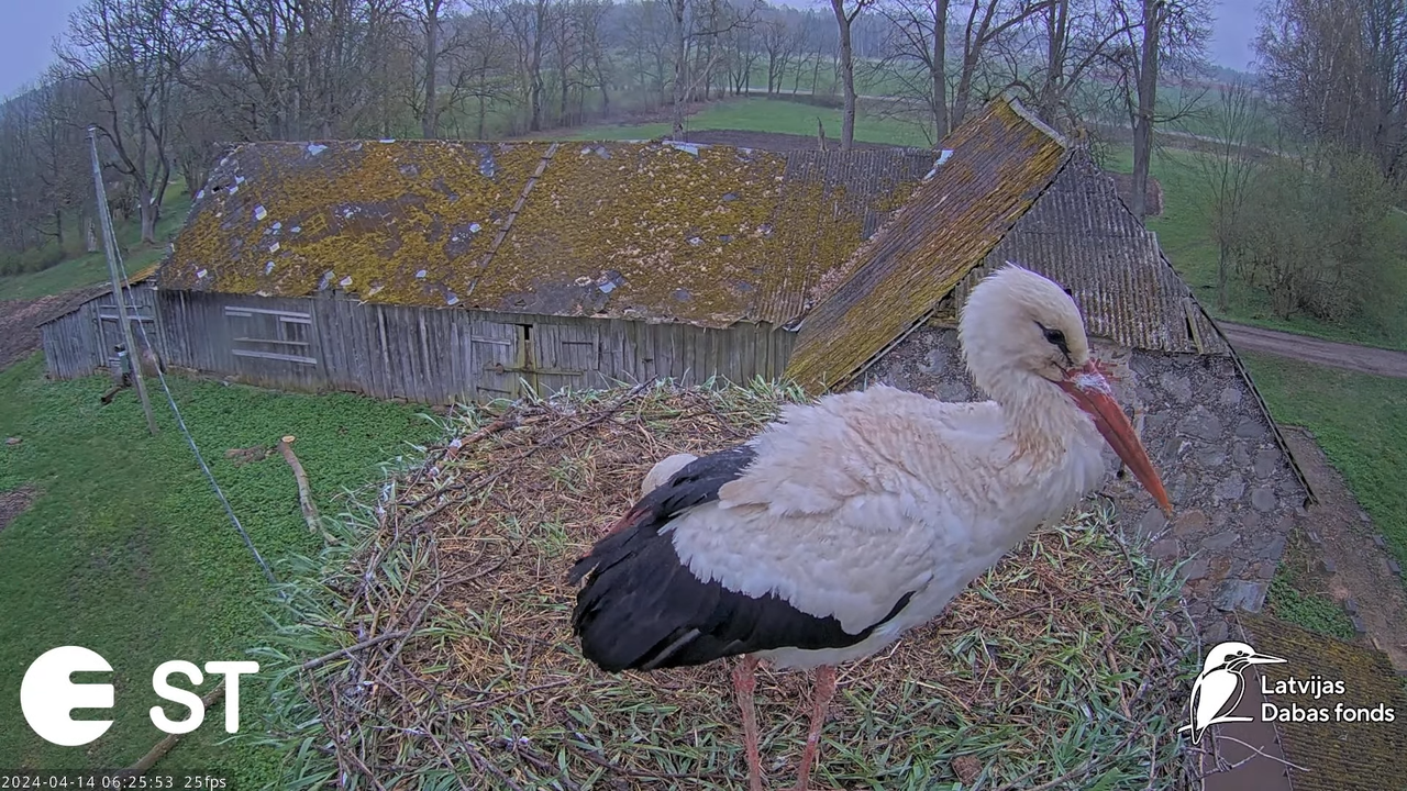 Baltie stārķi (Ciconia ciconia) Tukuma novadā - LDF tiešraide __ White storks in Tukums, Latvia 10-1