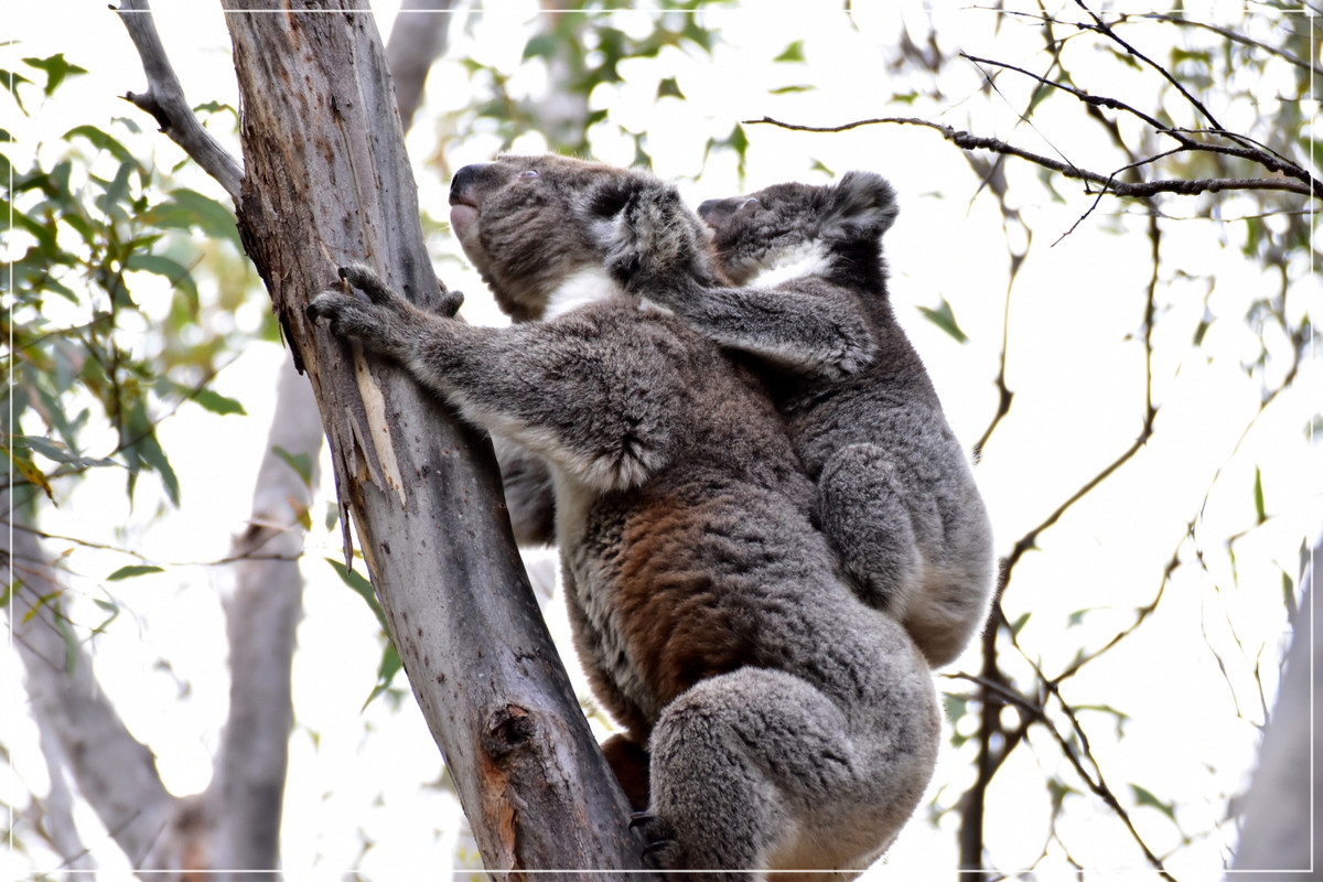 Australia (I): toma de contacto - Blogs de Australia - Kangaroo Island (50)
