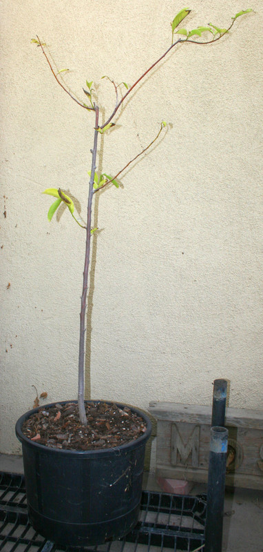 rollinia 1