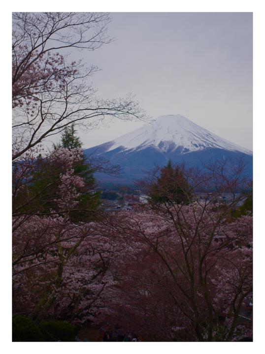 Chureito Pagoda cherry blossoms