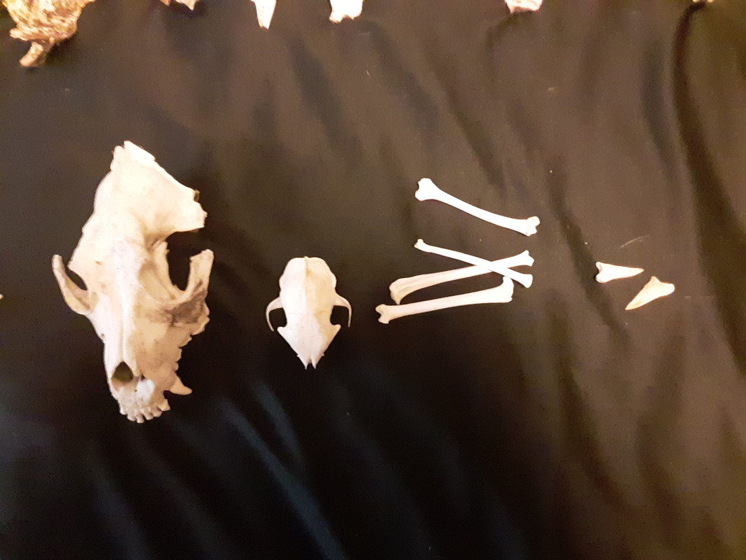 Dog skull, cat skull and cat bones