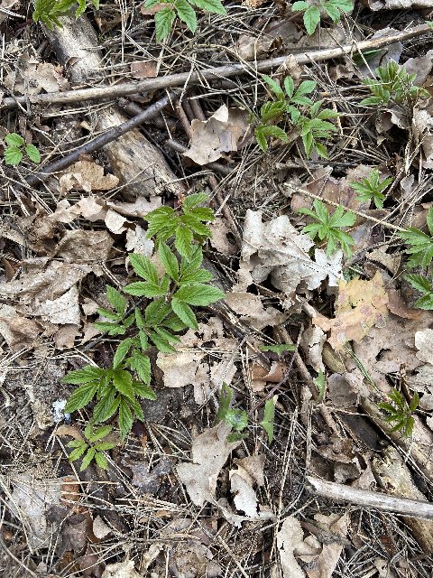 72312-FAB-9-A6-F-4-AB2-B63-E-E4-F5463-B1